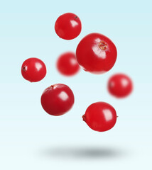 Delicious ripe cranberries falling on pale light blue background