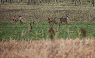 young deers in the green filed 