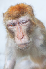Portrait of old monkey . Sad animal face