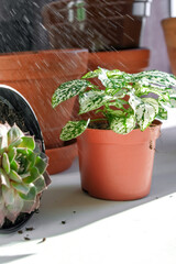 Garden,gardening home. Girl replanting green pasture in home garden.agriculture,indoor garden,room with plants banner Potted green plants at home, home jungle,Garden room gardening, Plant room