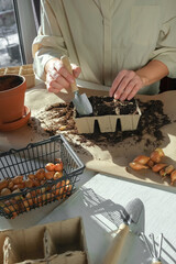 Garden,gardening home. Girl replanting green pasture in home garden.agriculture,indoor garden,room with plants banner Potted green plants at home, home jungle,Garden room gardening, Plant room