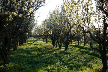 garden with flowering trees and green grass nature