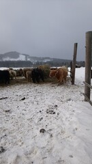 herd of cows winter time in bohemian forest