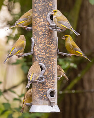 Greenfinch on feeder