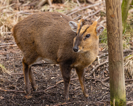 Male Muntjac deer in the woods