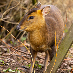 Muntjac deer in the wild