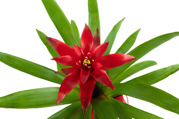 Guzmania pianta con fiore rosso