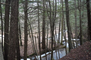 trees in the forest near stream