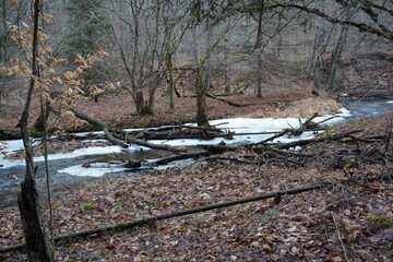 winter in the forest