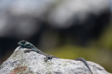 lizard on a stone