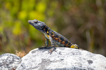 iguana is sunbathing
