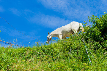Fototapeta premium White horse on top of a green hill against blue sky
