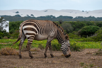 Fototapeta premium zebra in the wild