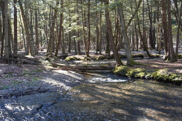 Stream in the forest 