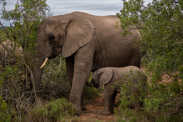 Elefantrenkuh mit ihrem Jugen
