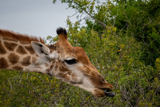 giraffe eating at a bush