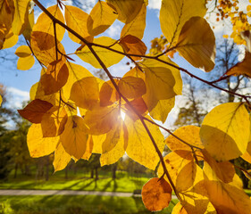 Orange tree leaves close-up with sunlight shining behind