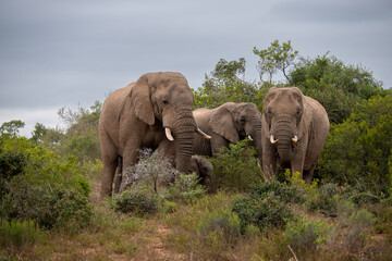 Fototapeta na wymiar elephant family in the savannah