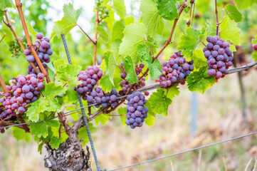 close-up Blue purple bunches of grapes hang on a vine plant in September before harvest