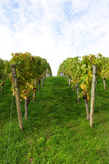 Wine yards in Stuttgart region in Germany in October
