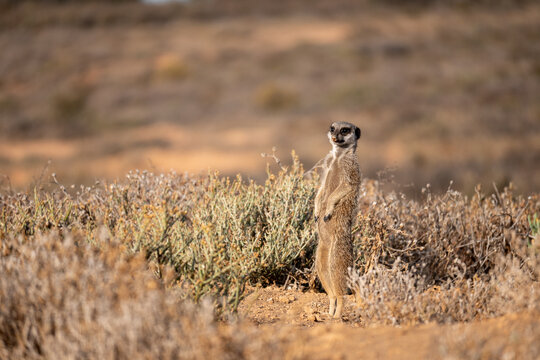 meerkat is watching