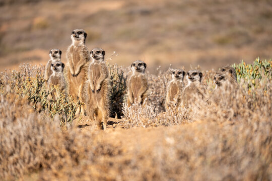 Meerkats bask in the morning sun