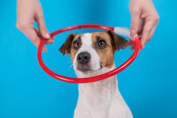 A woman puts a large led collar on a jack russell terrier dog on a blue background.