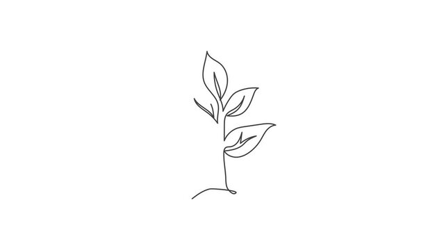 Animated self drawing of single continuous line draw green natural organic plant for farming logo label. Agricultural botanical logotype symbol template concept. Full length one line animation.