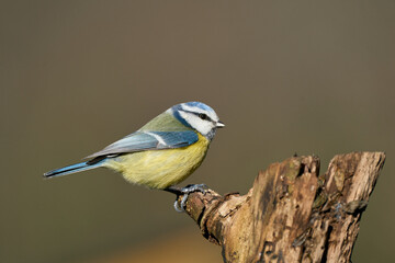Blaumeise