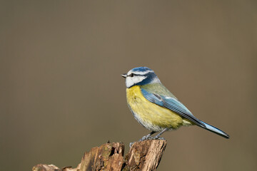 Fototapeta premium Blaumeise
