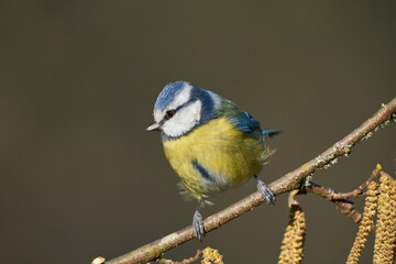 Blaumeise