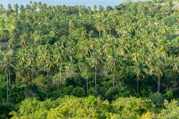 Fototapeta na wymiar Aerial view of coconut trees field at sunset