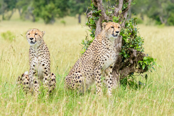 Cheetah (Acinonyx jubatus) sitting together on savanna, watching for prey, Masai Mara National Reserve, Kenya, Africa