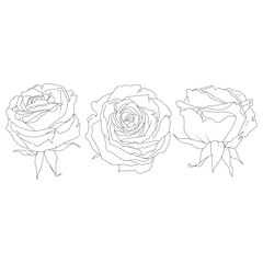 Set of vector illustrations of rose buds in line art style. Hand drawn contour flower. For the design of stickers, wedding invitations, stationery, greeting cards, clothing prints