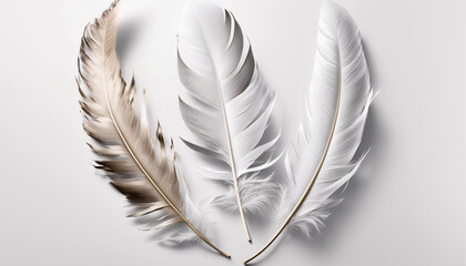 A set of three bird feathers on white background. Generative AI