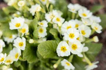 Primula Vulgaris. Spring white primrose flowers in garden. Floral background. Selective focus