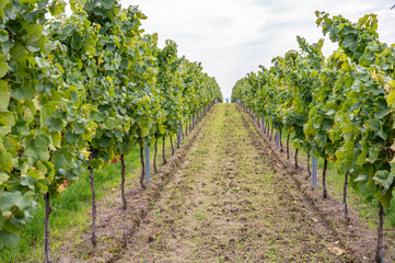 Fototapeta na wymiar Vine plants growing in a row end of september at harvest season, planted on a vineyard in Mainz, Zornheim, Germany, view from valley