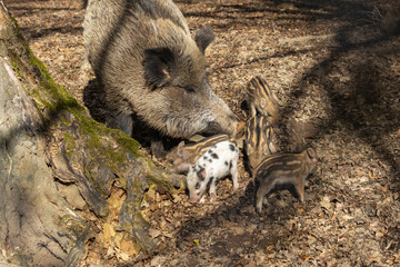 Little wild pigs standing in the forest by their mother