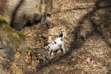 Little born piglets standing in the forest with their mother a big wild pig