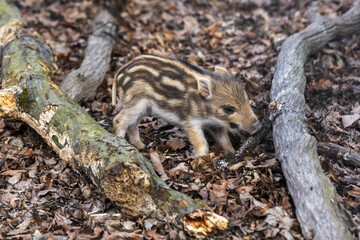A little newborn piglet standing in the forest and holding a piece of branch in its mouth.
