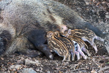 Little newborn piglets lying on their side nursing from their big pig mother. © Jana Krizova