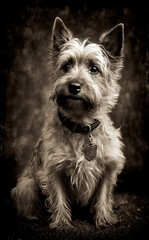 Pet terrier dog portrait in vintage photograph style Generative AI