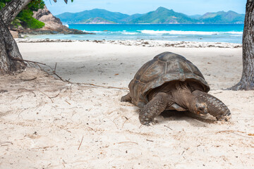 Close up of a giant turtle in La Digue island
