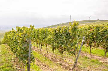 Fototapeta na wymiar Vine plants growing on a vineyard on a hillside in mainz zornheim, wind turbines in background, end of september during harvest