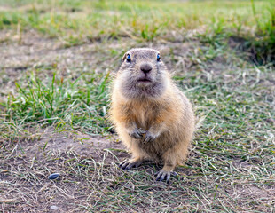 Gopher is looking at the camera on the grassy meadow.