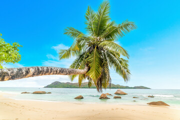 Fototapeta na wymiar Palm tree by the sea in Anse Boudin beach