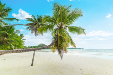 Palm trees and white sand in Anse Volbert