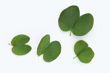 Bauhinia purpurea tree with pink flower