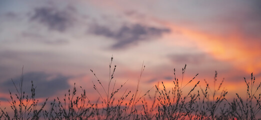 Grass silhouette against a bright sunset sky. Beautiful natural background and texture