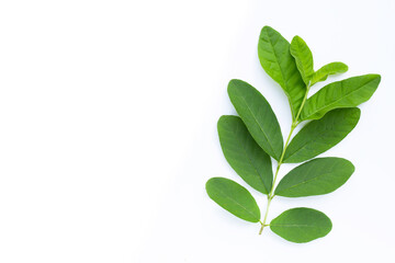 Guava leaves on white background.